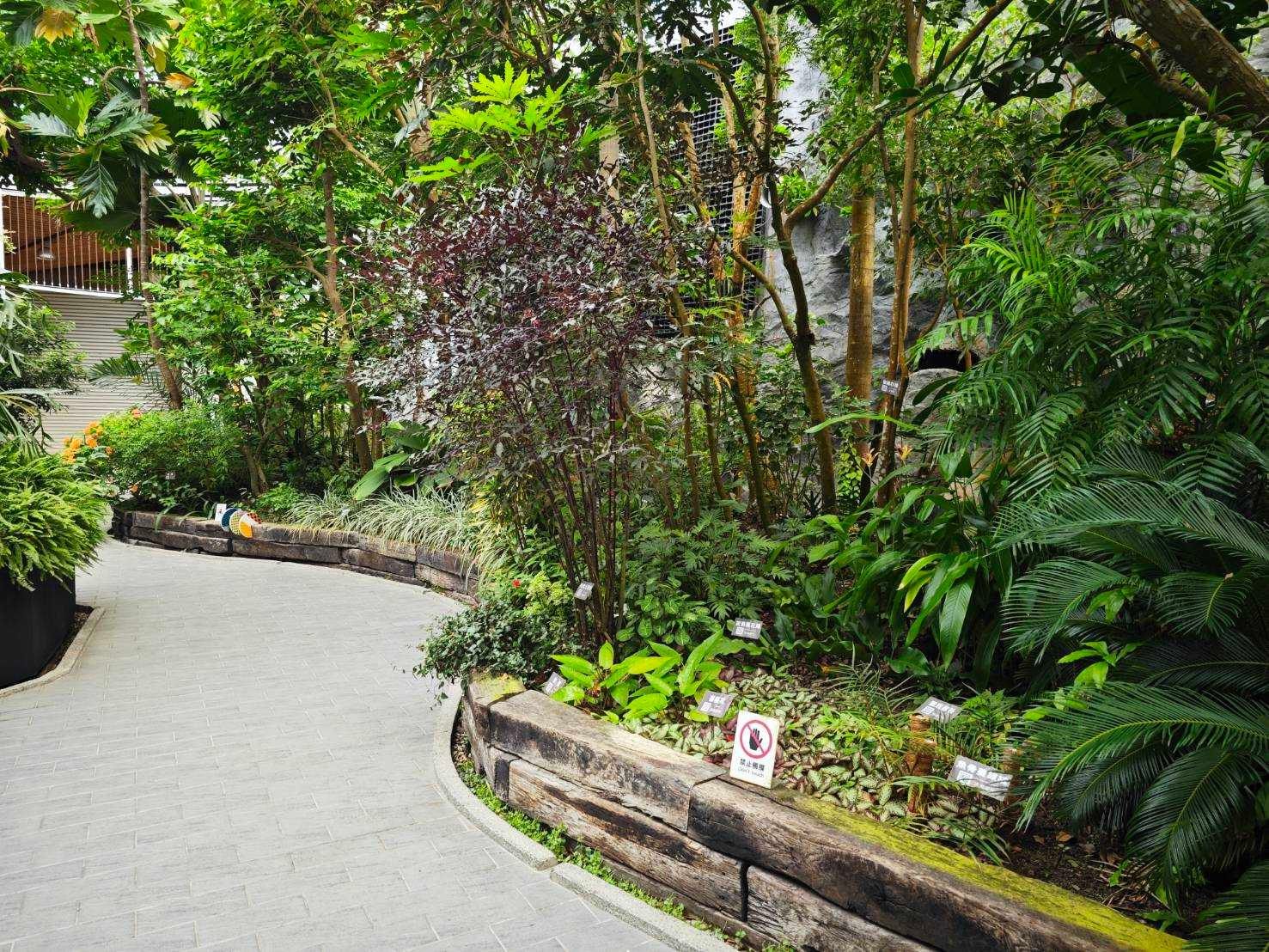 一窺中南美洲特有「魔盤」　典藏植物園走過別錯過-指尖日報